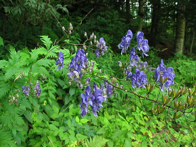 Aconitum variegatum / Aconito variegato